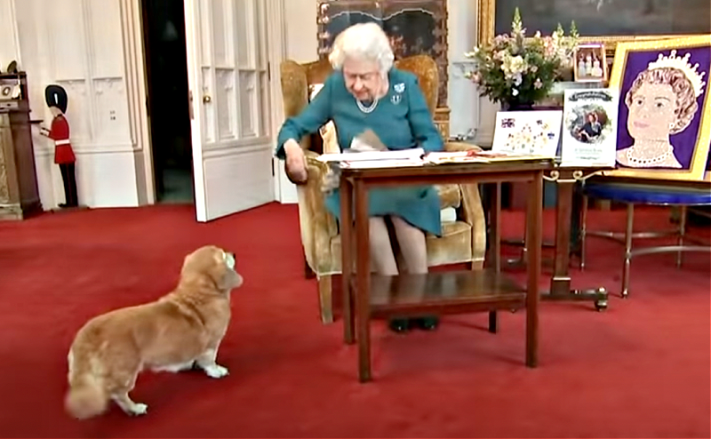 Queen Elizabeth II's Death Sparks Concern For Her Dogs: What Happens To Her Beloved Corgis?