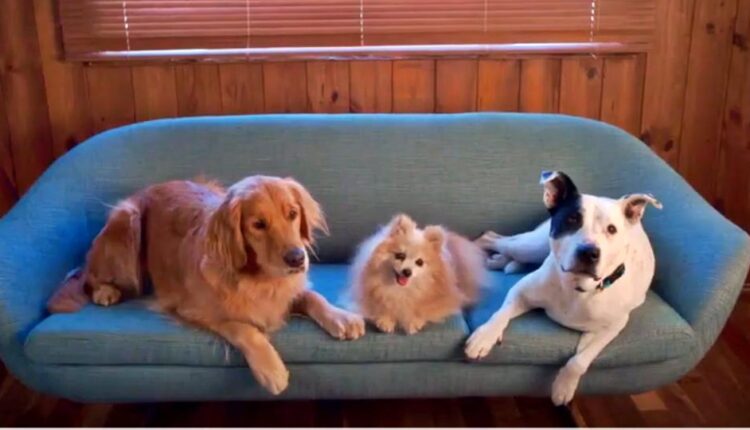 dog-days-of-christmas2