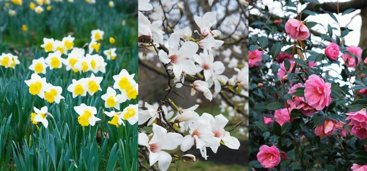 Buckingham Palace Spring Garden Sparks Memories Of Queen Elizabeth