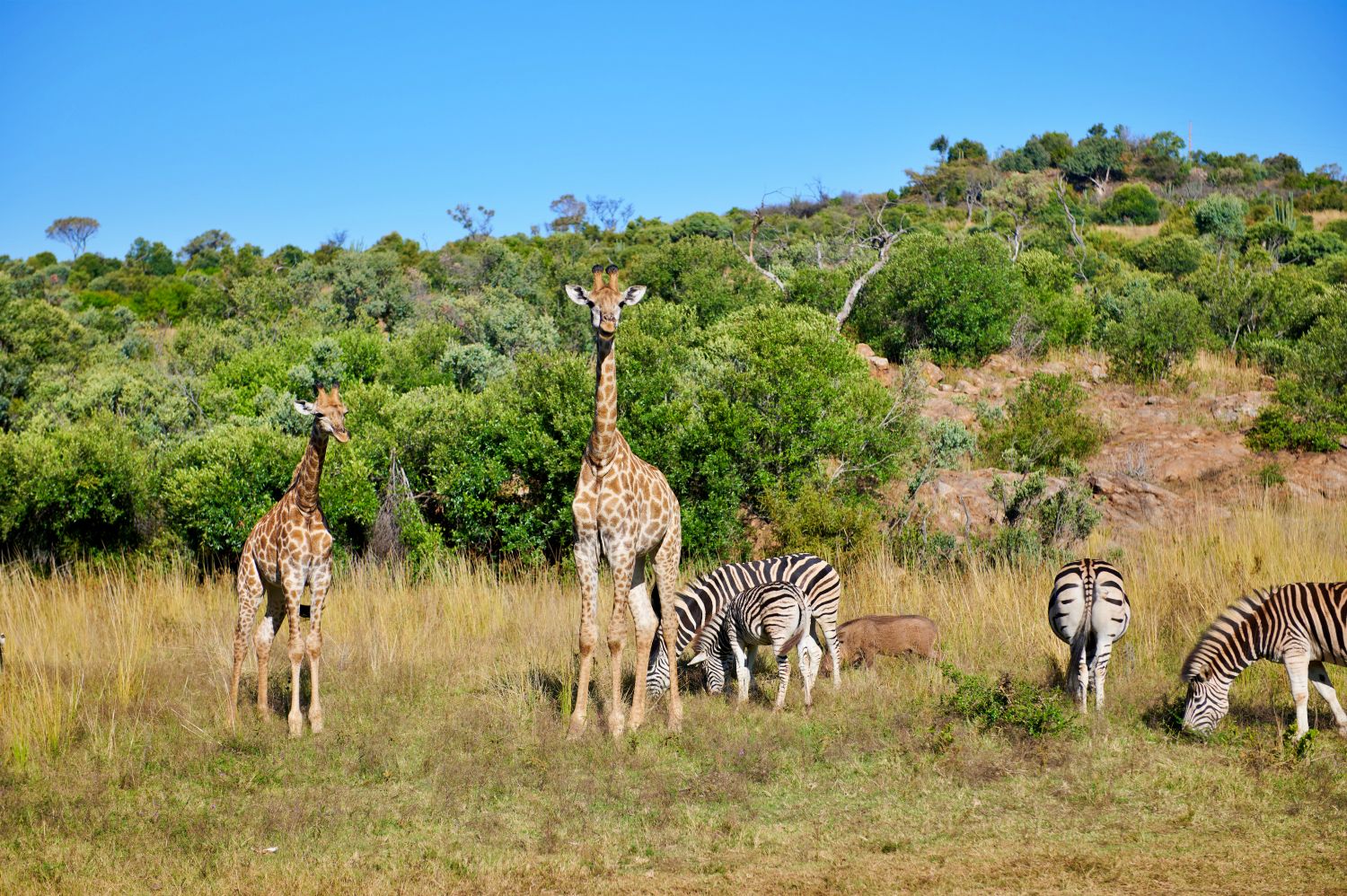 Giraffe and zebra in A Safari Romance