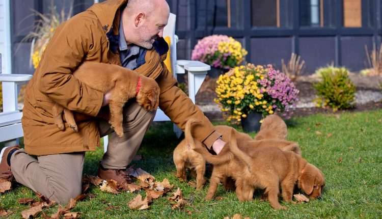 Everything Puppies Final Image Assets