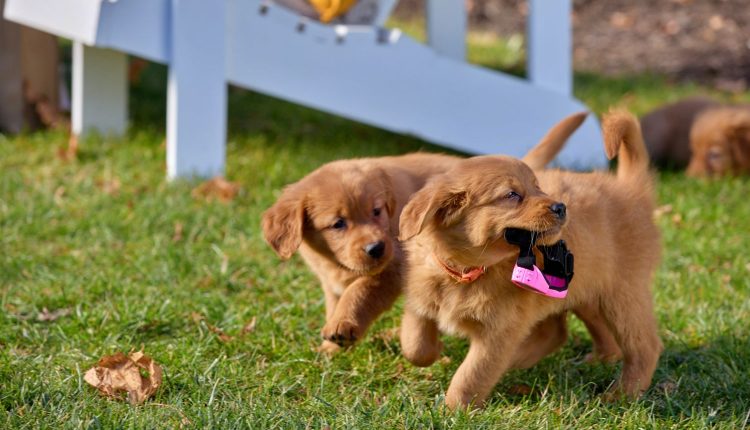 Everything Puppies Final Image Assets