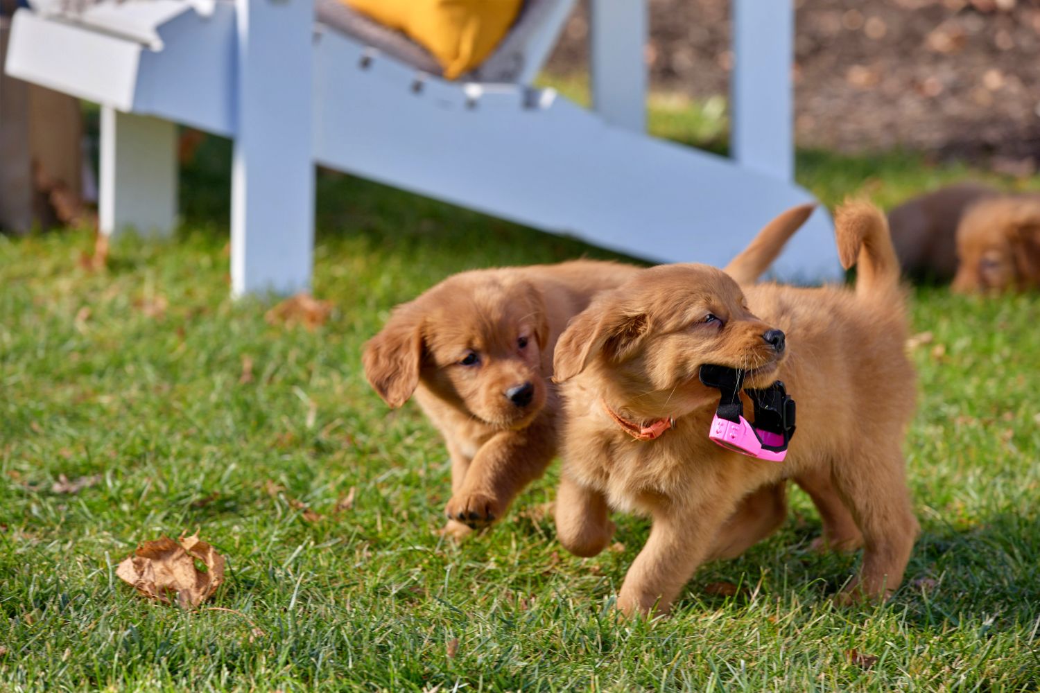 Everything Puppies on Hallmark Channel