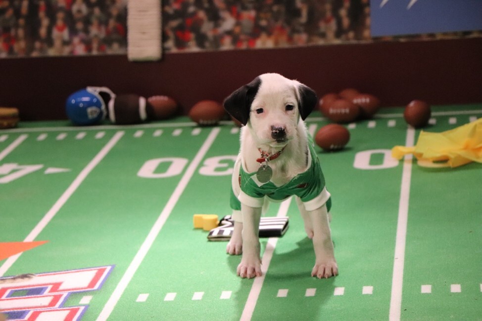 Great American Rescue Bowl