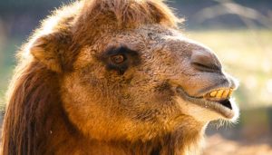 Photo of a camel - garten-gg Pixabay