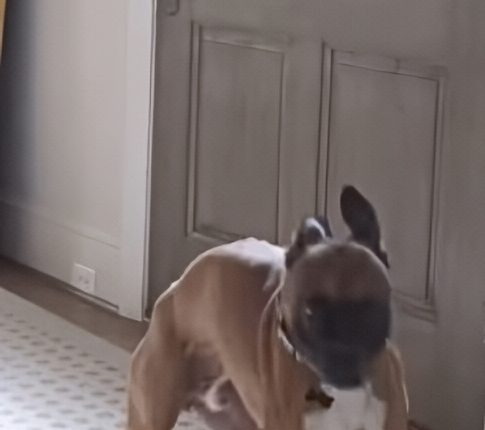 Moose The Boxer Was Excitable – @seanloweksu – Instagram