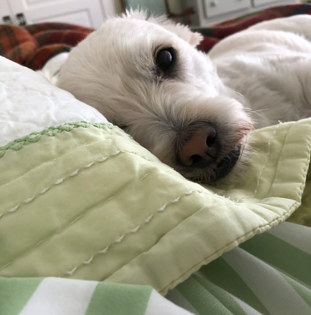 Genevieve Angelson's dog, Jack