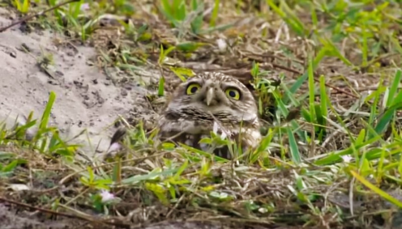 Wildlife In Your Back Yard - YouTube