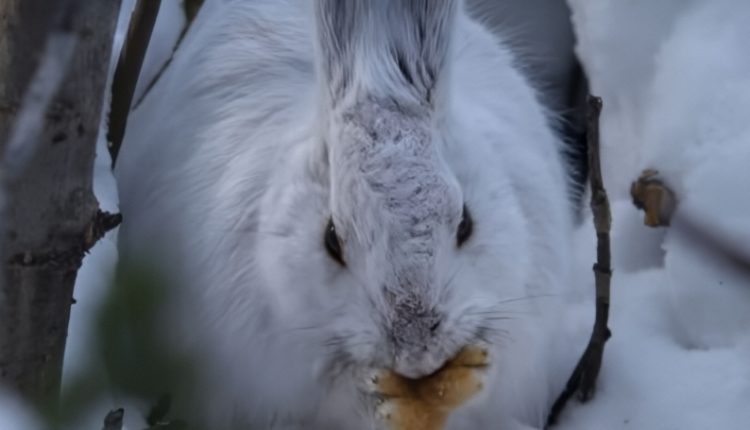 Cute Creatures – YouTube