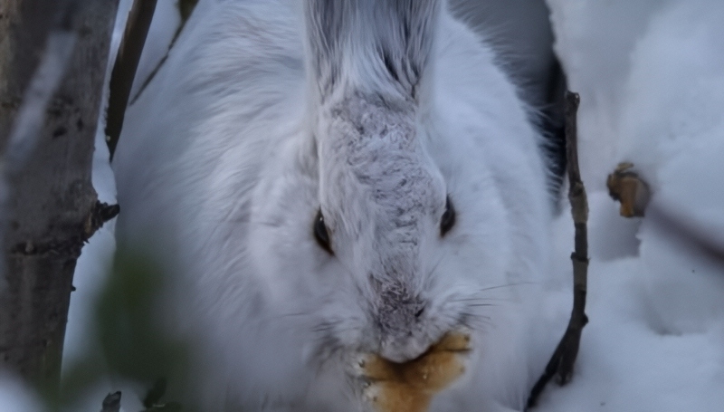 Cute Creatures - YouTube