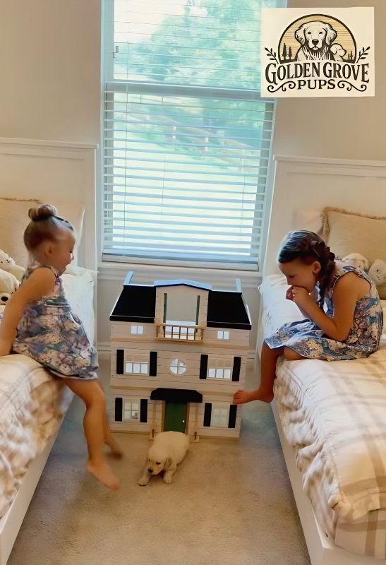 A peek inside Anna's new home - @goldengrove_pups - Instagram