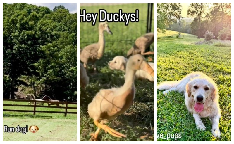 A spacious property - @goldengrove_pups - Instagram