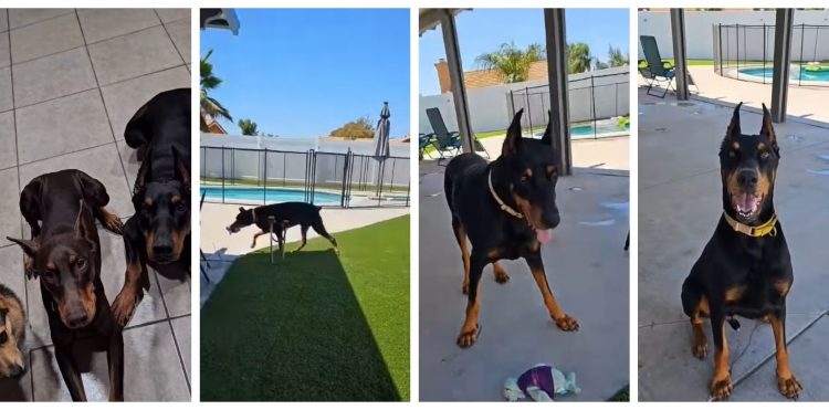 Foster Dog Hunter Finds A Forever Home – Instagram