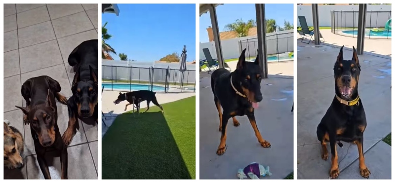 Foster Dog Hunter Finds A Forever Home - Instagram