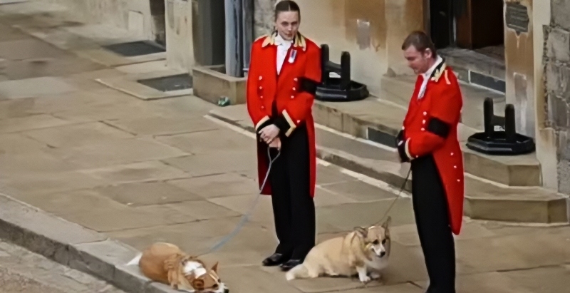 The Queen's Corgies - YouTube